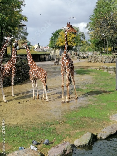giraffes in the zoo