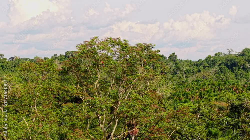 Scarlet macaw perching on tall branch amid dense, verdant Amazon rainforest canopy, cloudy sky stretching across lush landscape Scarlet macaw perching on tall branch amid dense, verdant Amazon rainforest canopy, cloudy sky stretching across lush landscape