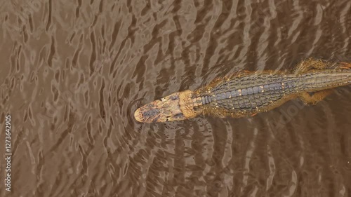 Bird's eye view of black caiman gliding through murky Amazon river waters, swimming with measured movements from elevated perspective