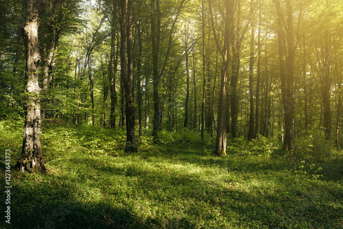 vivid green woods landscape in spring