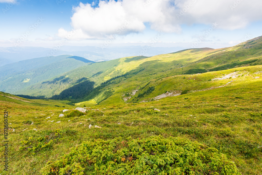 scenic view in to the valley. outdoor adventure. beautiful landscape of carpathian mountains on a bright forenoon in summer. grassy slopes beneath a blue sky. travel chornohora ridge of ukraine