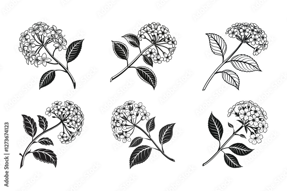 Lantana (Lantana camara) silhouette vector illustration