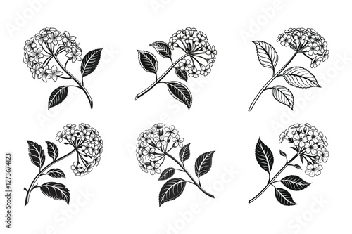 Lantana (Lantana camara) silhouette vector illustration