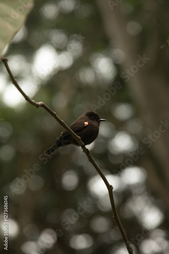 Young male red robin pirocephalus rubinus bird watching Peru photo