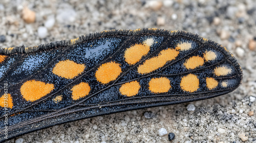 Close-up of monarch butterfly wing nature scene macro photography outdoors detailed view insect beauty photo