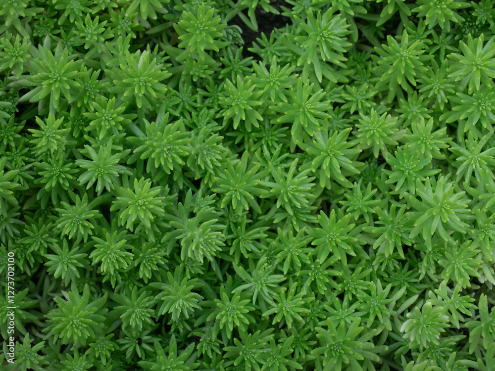 Beautiful Leaves pattern for nature Background.