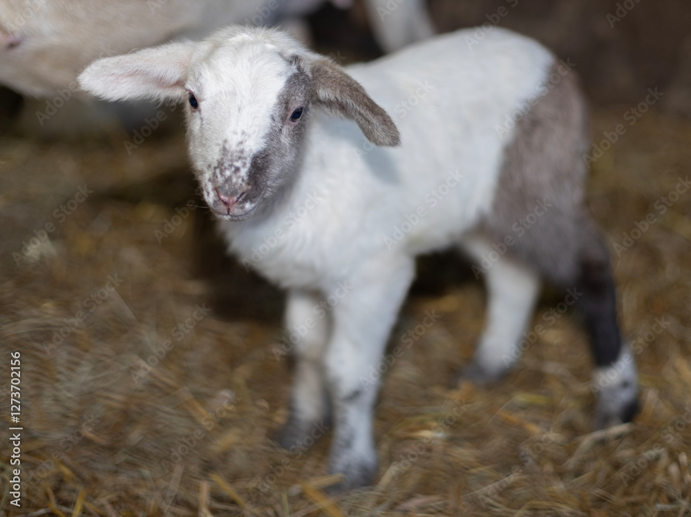 Obraz premium Young sheep lamb with black, gray and white coloration
