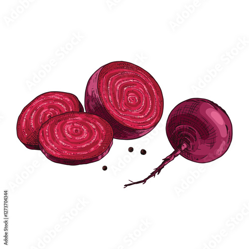 Hand drawn fresh whole beets, halved beets and slices. Vector illustration isolated on white background.