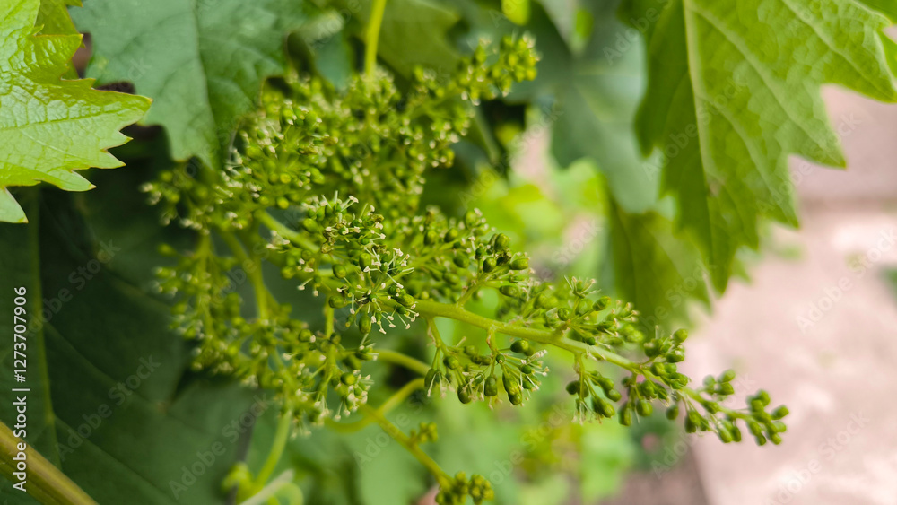 blooming grapes in vineyard close up blooming grapes in vineyard close up
