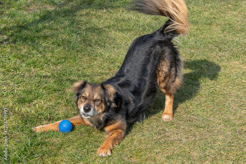 Photography Dog in play bow position, with the butt in the air, playful gesture, wants to pl