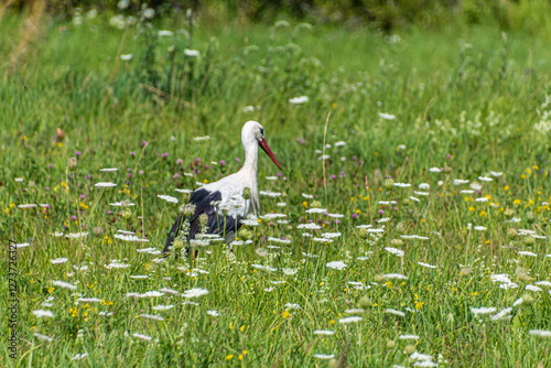 White Stork walks through a flowering meadow