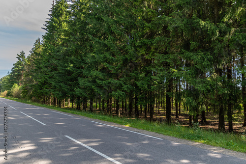 tarmac road, lots of spruce trees