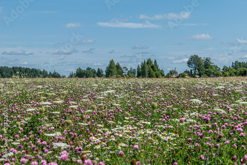 landscape with pink and white flowers meadow, blue sky in summer