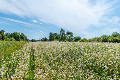 Fototapeta Naklejka Na Ścianę i Meble -  a flowering buckwheat field, trees, blue summer sky