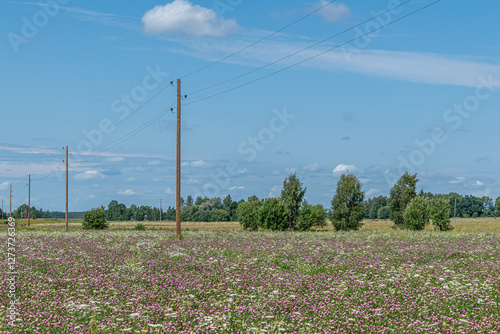 landscape with pink and white flower meadow, electricity poles, blue sky in summer