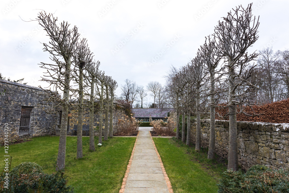 Avenue of pleached lime trees in winter Avenue of pleached lime trees in winter