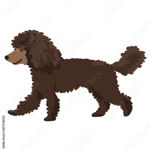 Chocolate Poodle dog poodle illustration walking vector