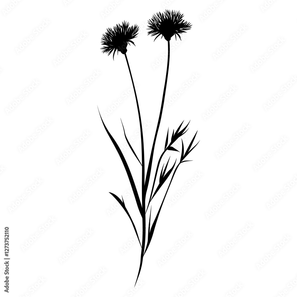 Fototapeta premium Wild flower Hawkweed illustration silhouette minimalist vector