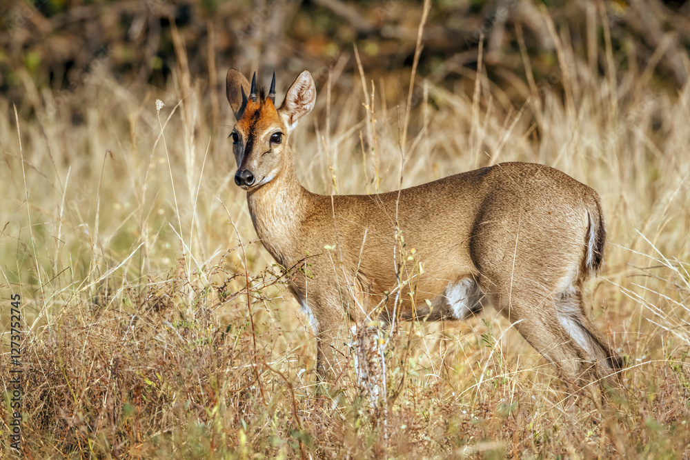 Common duiker standing in dry savannah looking at camera in greater Kruger National park, South Africa ; Specie Sylvicapra grimmia family of Bovidae Common duiker standing in dry savannah looking at camera in greater Kruger National park, South Africa ; Specie Sylvicapra grimmia family of Bovidae