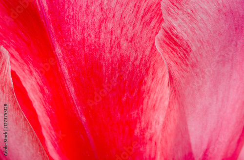 Close-up detail of red rose petals