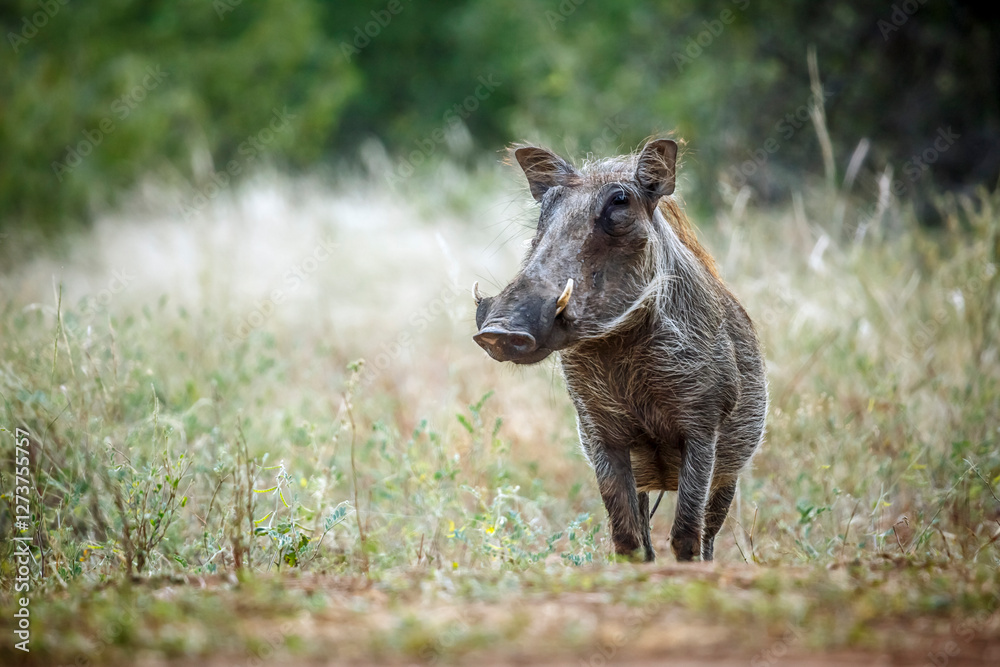 Common warthog standing front view in the grass in greater Kruger National park, South Africa ; Specie Phacochoerus africanus family of Suidae Common warthog standing front view in the grass in greater Kruger National park, South Africa ; Specie Phacochoerus africanus family of Suidae