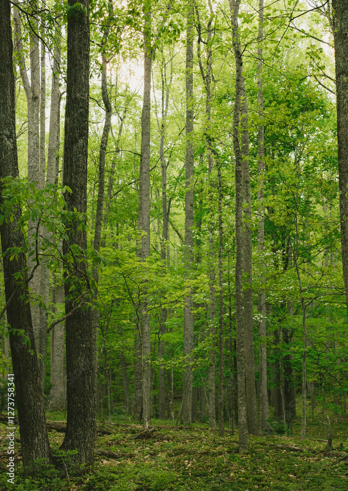 Tall green trees growing in forest