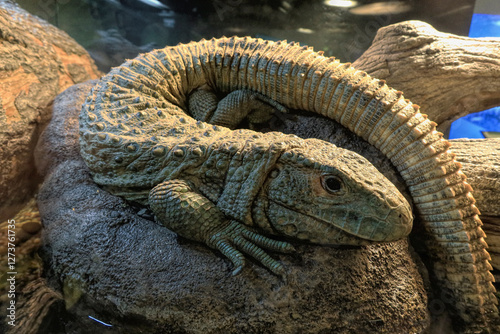 Dracaena lizard on rock in zoo photo