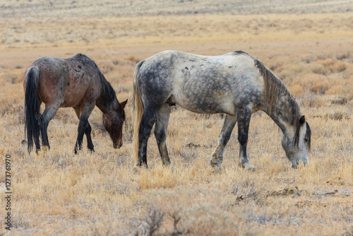 A bay roan stallion and a blue roan mustang graze in the arid Nevada desert near Pyramid Lake, showcasing the beauty of wild horses in their natural habitat.
