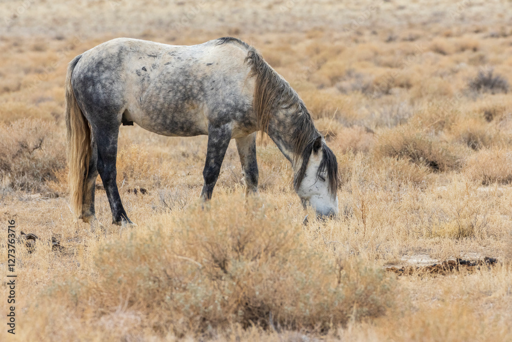 A wild roan mustang mare grazes in the arid high desert near Pyramid Lake, Nevada, surrounded by dry grass and sagebrush. A wild roan mustang mare grazes in the arid high desert near Pyramid Lake, Nevada, surrounded by dry grass and sagebrush.