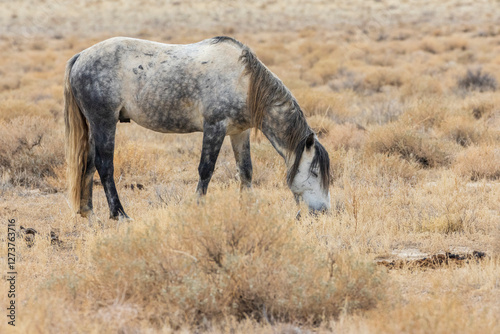 A wild roan mustang mare grazes in the arid high desert near Pyramid Lake, Nevada, surrounded by dry grass and sagebrush.