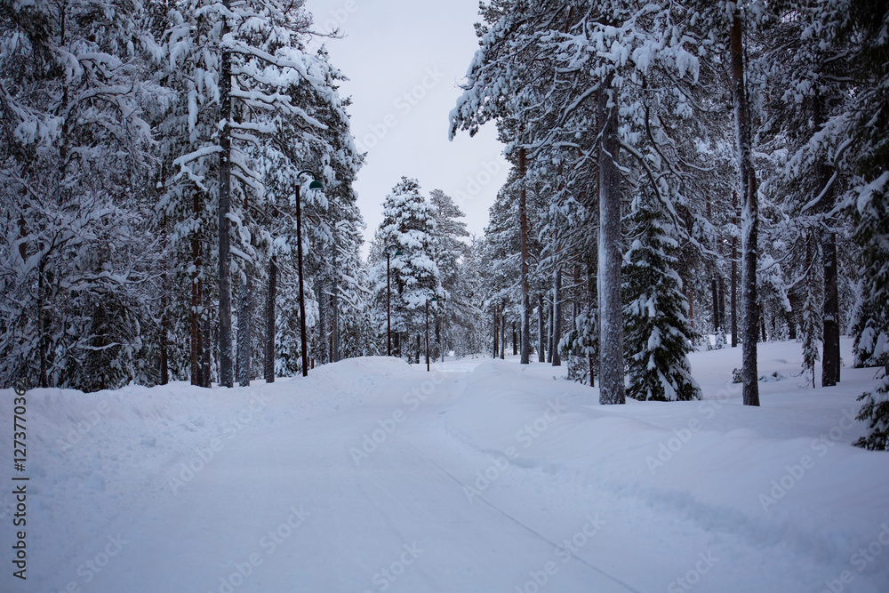 Fototapeta premium A snowy walkway through the woods 