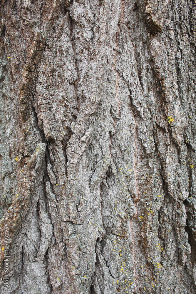 tree bark background, tree bark texture tree bark background, tree bark texture