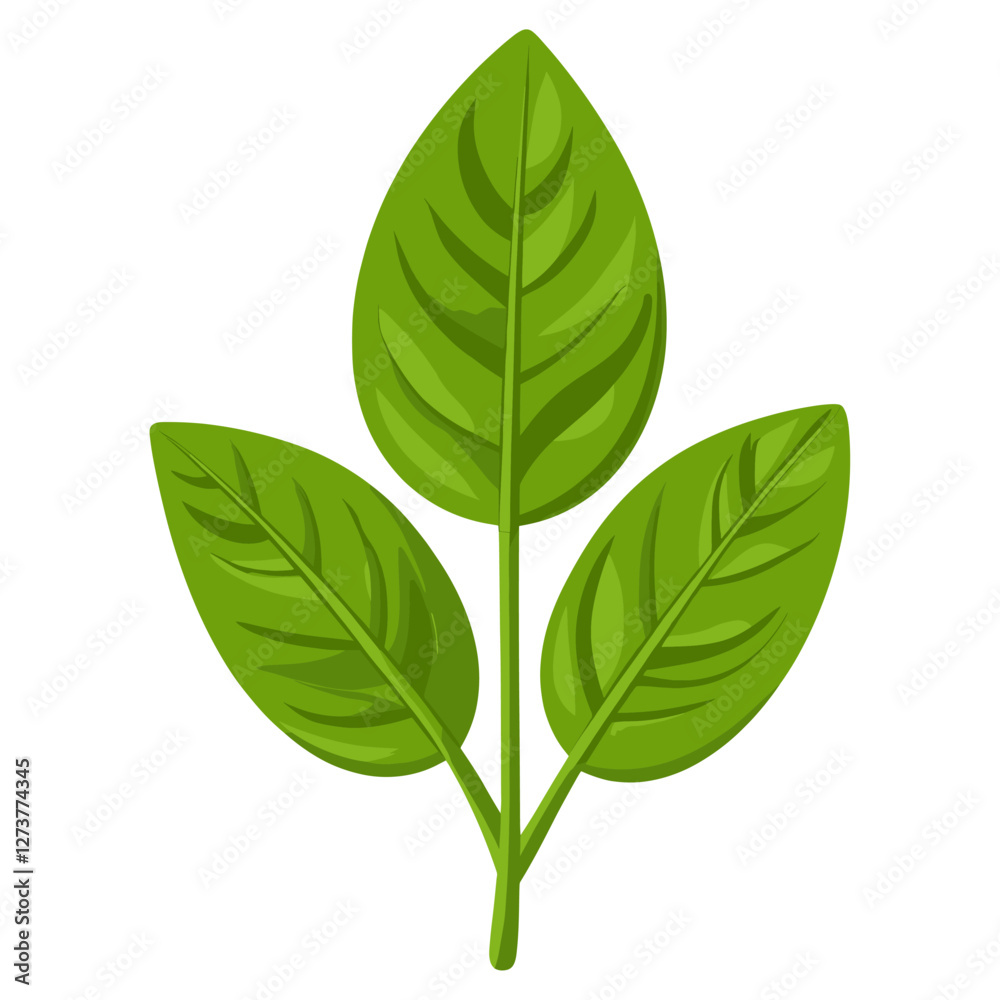 Fototapeta premium Green oregano leaf illustration plant eco-friendly vector