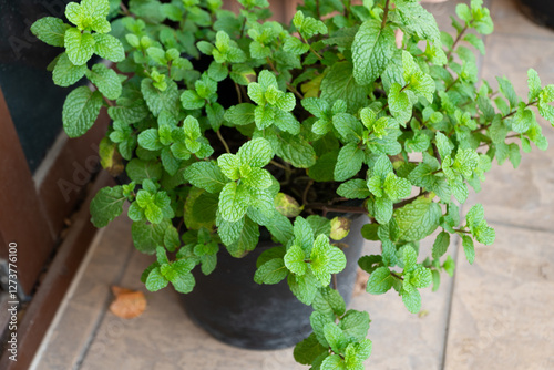 Fresh and lush green mint leaves growing in a plant pot