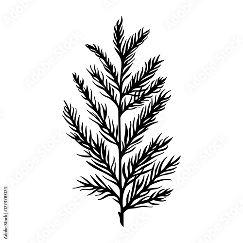 Cedar Leaf leaf art illustration vector