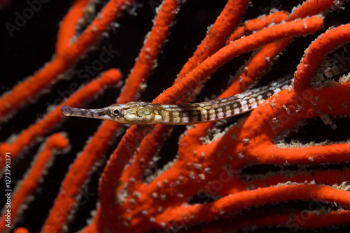 Macro photo of a brown Longsnout pipefish (Syngnathus temminckii) underwater in a bright orange sea fan photo