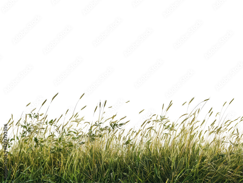 Isolated Green Grass Meadow Isolated Green Grass Meadow