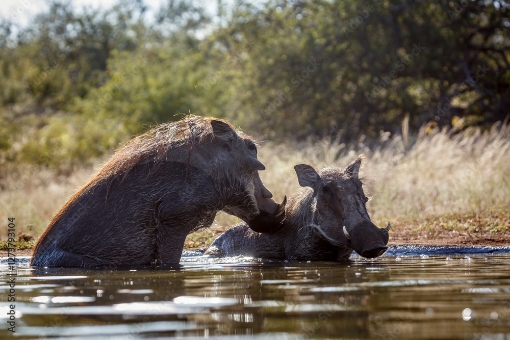 Two Common warthog bathing in waterhole in greater Kruger National park, South Africa ; Specie Phacochoerus africanus family of Suidae Two Common warthog bathing in waterhole in greater Kruger National park, South Africa ; Specie Phacochoerus africanus family of Suidae