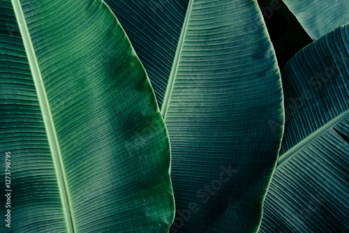tropical banana leaf, green nature background
