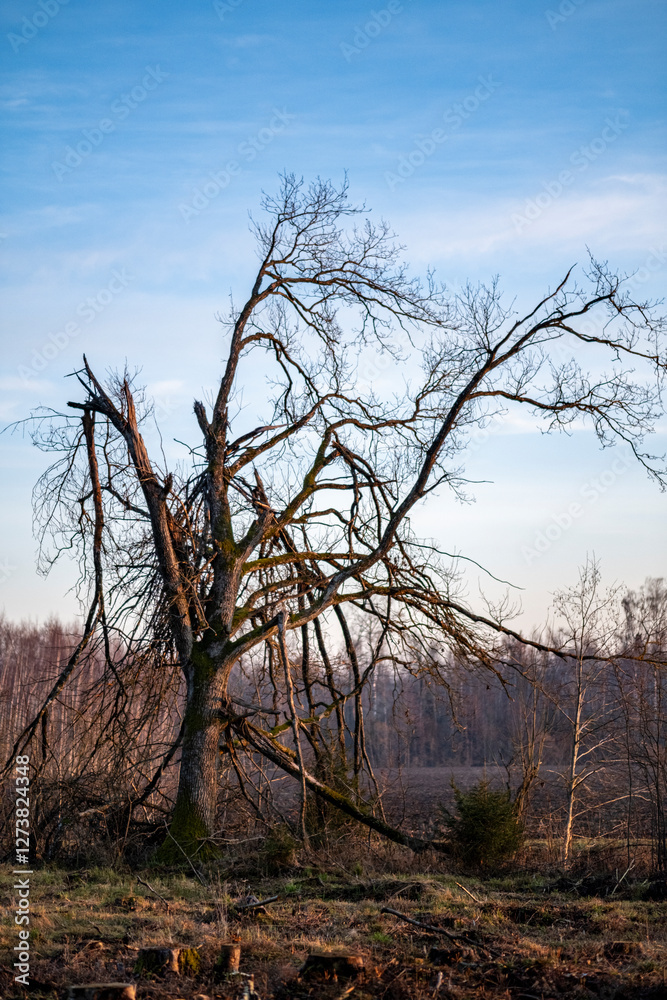 oak tree with broken branches in field oak tree with broken branches in field