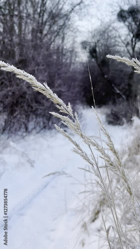 Frosty frost in spring in the fields with winter wheat. nature at morning Frosty frost in spring in the fields with winter wheat. nature at morning