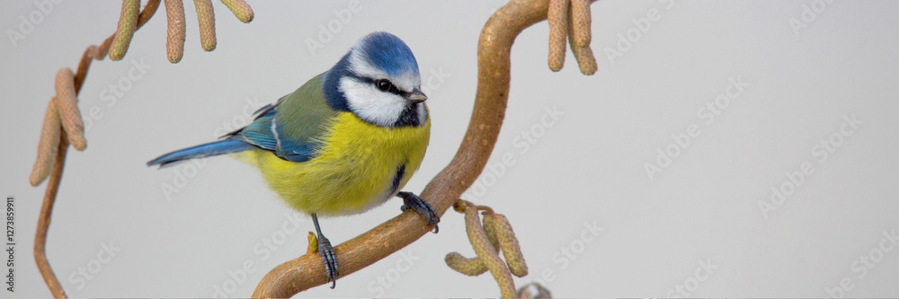 Obraz premium Blaumeise (Cyanistes caeruleus) sitzt auf Haselnusszweig mit Blüten, Panorama 