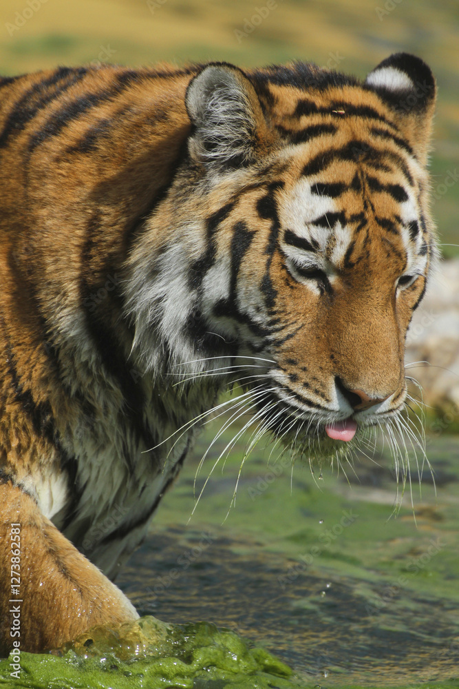 Obraz premium Sibirische Tiger (Panthera tigris altaica) am Wasser 