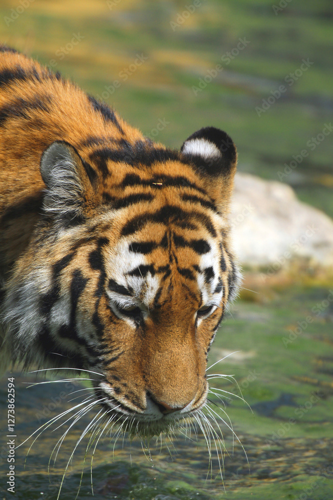 Fototapeta premium Sibirische Tiger (Panthera tigris altaica) am Wasser 