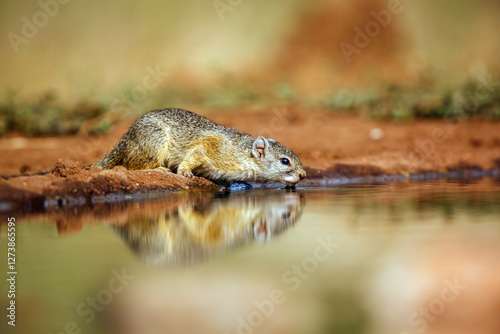 Smith bush squirrel drinking in waterhole with reflection in greater Kruger National park, South Africa ; Specie Paraxerus cepapi family of Sciuridae photo