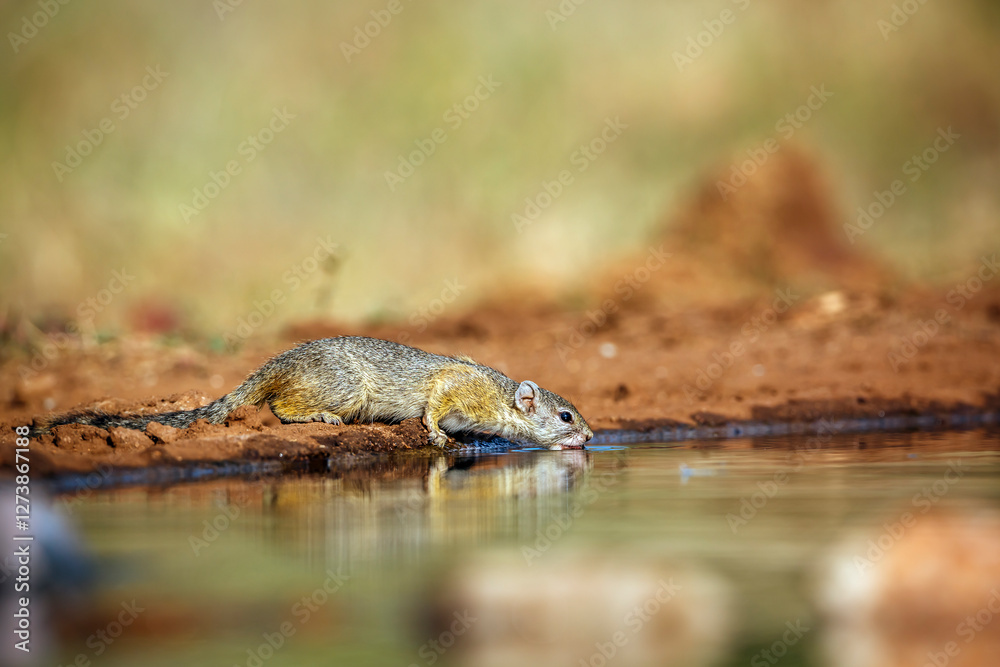 Obraz premium Smith bush squirrel drinking in waterhole with reflection in greater Kruger National park, South Africa ; Specie Paraxerus cepapi family of Sciuridae