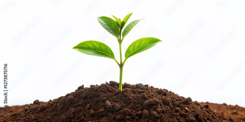 Single Tree Sprout Growing in Soil, Isolated White Background - Stock Photo Single Tree Sprout Growing in Soil, Isolated White Background - Stock Photo