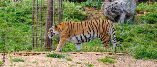 Tigre