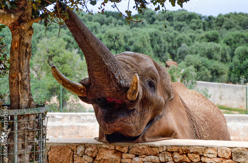 Elefante