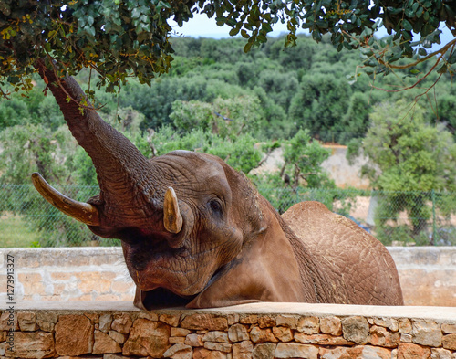 Elefante photo